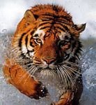 pic for Bathing tiger